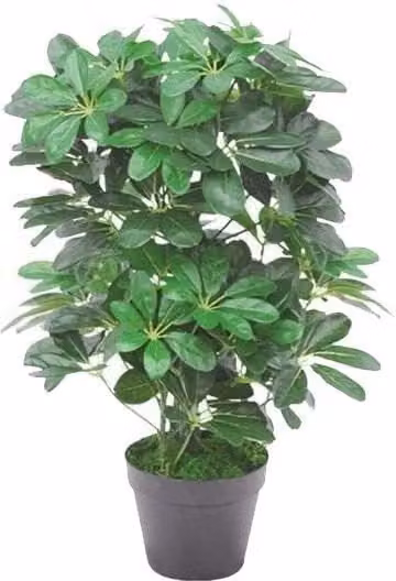 Leaf Potted Artificial Schefflera Arboricola Plant in Green and Gold, Height: 55 cm