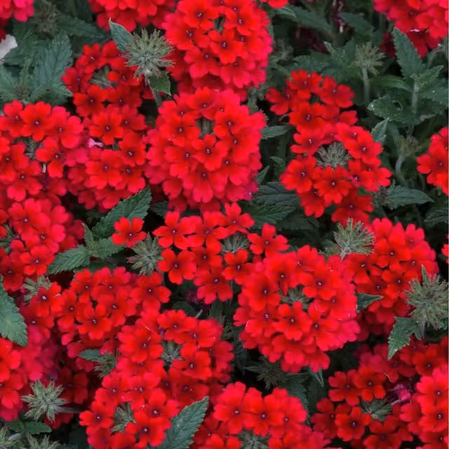 Plants By Post Verbena Red Bedding Plants, 12 Plants