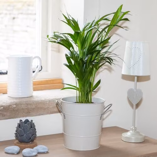YouGarden Butterfly Areca Palm Indoor Houseplant, Green, 50-60 cm Tall, in 14 cm Pot – 1