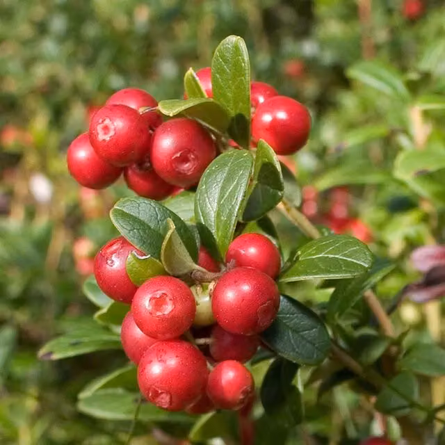 Marshalls Garden Lingonberry Pink Berry Bush Shrub, 2L