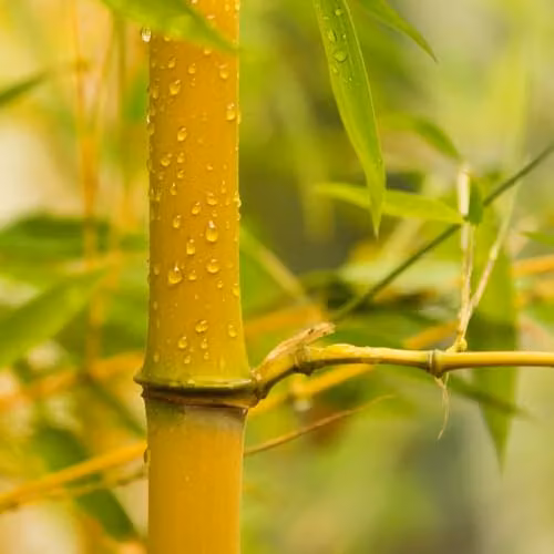 You Garden Phyllostachys aureosulcata Spectabilis Yellow Bamboo in a 3L Pot – 1