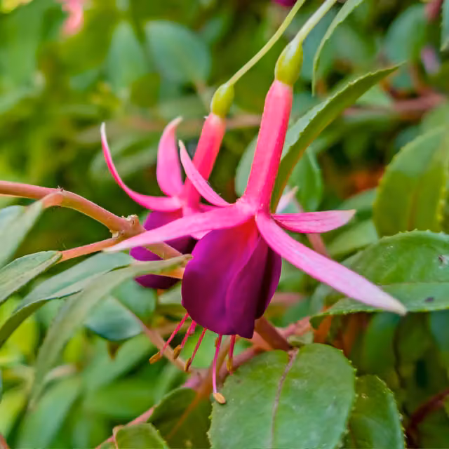 The Rose Press Garden Fuchsia Mrs Popple Ornamental Shrub in Red, Purple and Pink