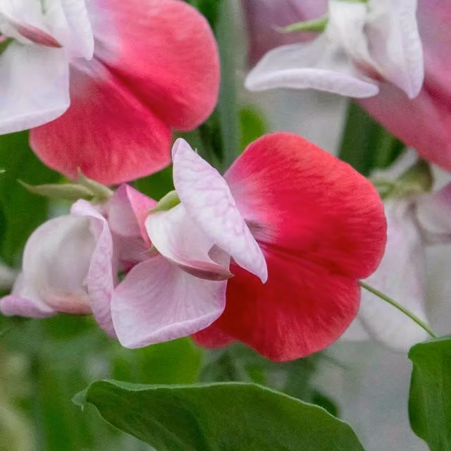 Unwins Little Red Riding Hood Sweet Pea Seeds, Pink and Green Climber Flower Seeds