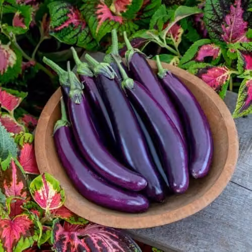 Thompson & Morgan Aubergine Violet Knight F1 Vegetable Seeds, Purple, 6 Seeds per Packet
