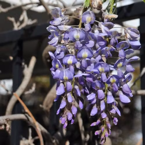 Thompson & Morgan Lavender Lace Wisteria Ornamental Climber, Purple, 3 Litre Potted Plant – 2