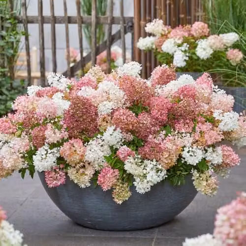Thompson and Morgan Hydrangea paniculata Groundbreaker Blush Hardy Low-Growing Groundcover Shrub, Multicolour, 14cm Pot