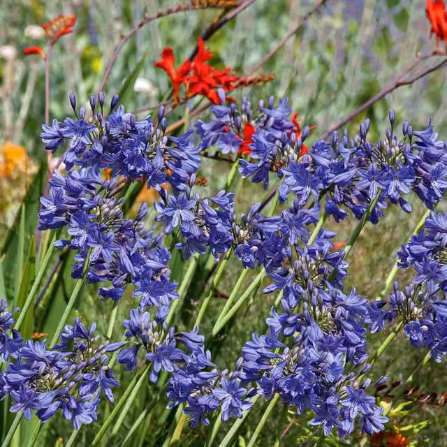Marshalls Garden Blue Agapanthus Perennial Summer Flowering Plant