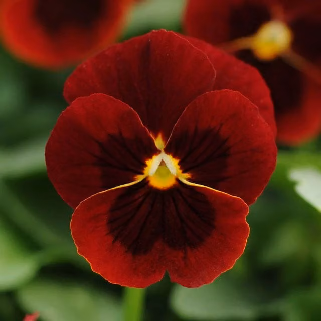 Plants by Post Viola Red Blotch 12 Garden-Ready Bedding Plants, Red with Dark Centre