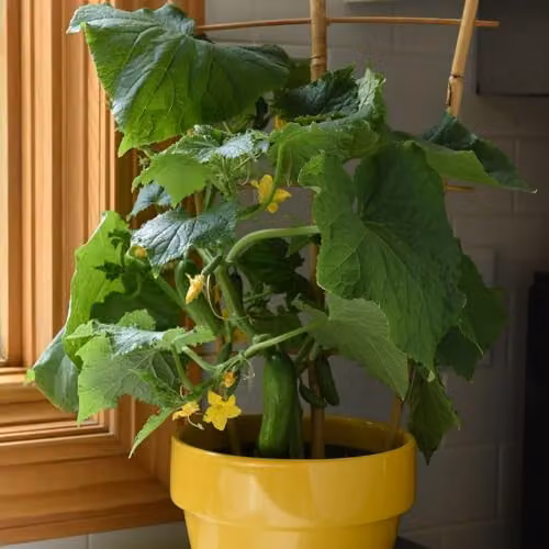 Thompson and Morgan Cucumber Quick Snack F1 Compact Dwarf Variety Seeds, Sweet and Crisp Seedless Cocktail Fruit, 4 Seeds