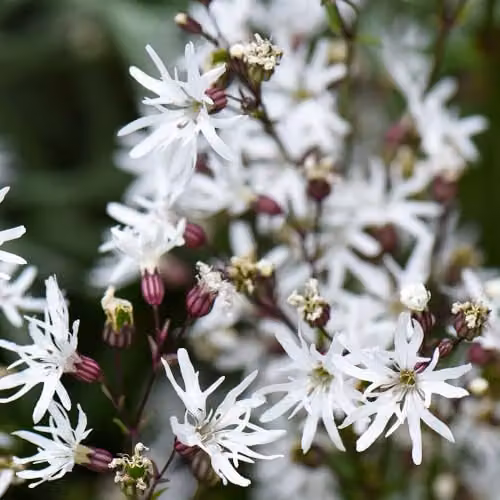 Thompson and Morgan Lychnis Flos-Cuculi White Robin Hardy Perennial, 1 Litre Pot – 1