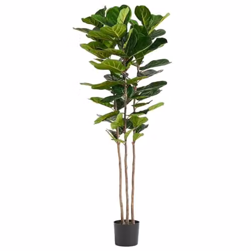 Botanik UK Premium 180 cm Artificial Fiddle Fig Tree in Green with Black Plastic Pot – 1