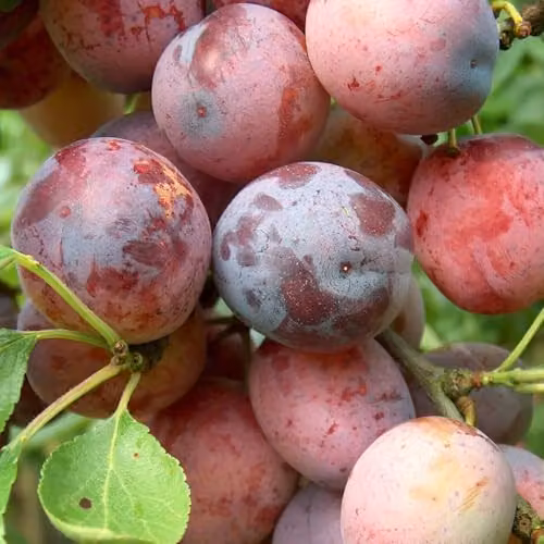 Thompson & Morgan Plum Wonder Tree Opal Patio Fruit Tree, Self-Fertile and Easy to Grow, Height: 1.4 m – 4
