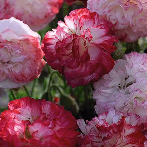 Thompson and Morgan Papaver rhoeas Supreme Field Poppy Flower Seeds, Pink, Orange and White – 2
