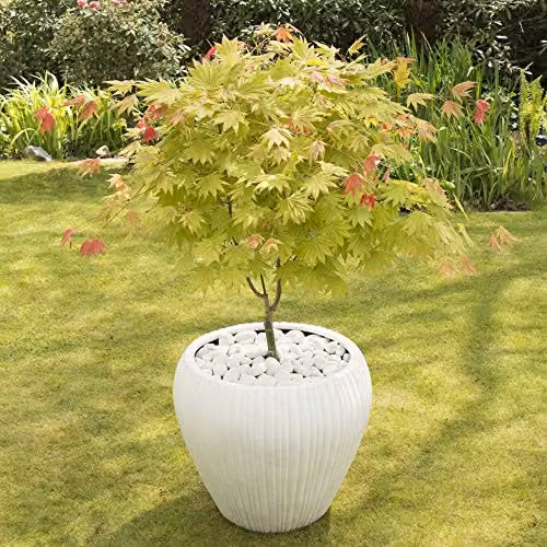 Thompson and Morgan Acer palmatum Moonrise Shirasawa Maple Ornamental Tree, 1 x 15cm Pot – 2