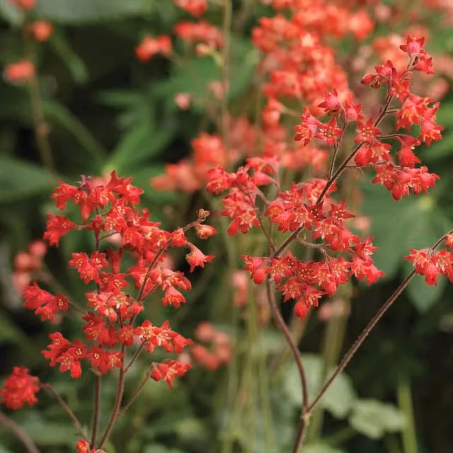Marshalls Garden Heuchera sanguinea Coral Forest Scarlet Flower Seeds Red Perennial Groundcover