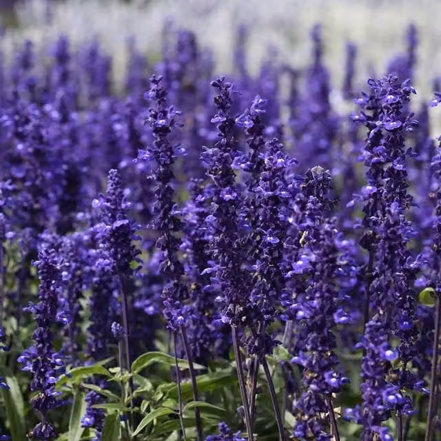 Plant Theory Set of 3 Victoria Blue Vivisal PBR Salvia Perennial Bedding Plants in 9cm Pots