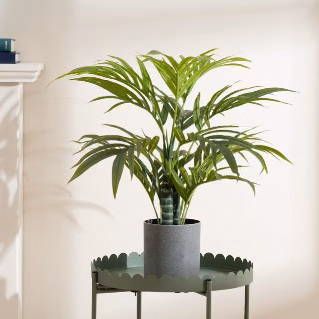 Scottish Everlastings Ltd Potted Green Palm Tree, Height: 60 cm