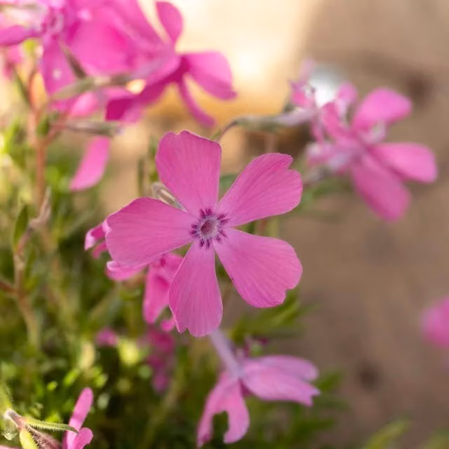 Marshalls Garden Pink Creeping Phlox McDaniels Cushion Perennial Groundcover