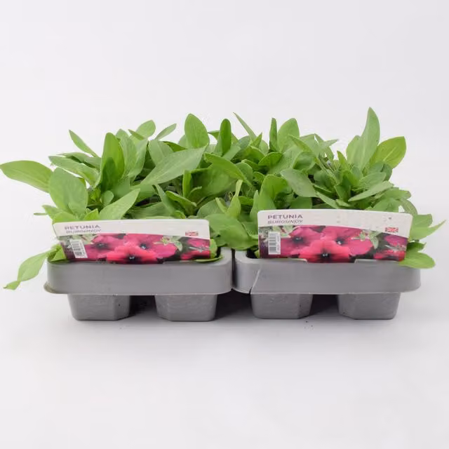 Plants By Post Burgundy Petunia Bedding Plants, Pack of 12
