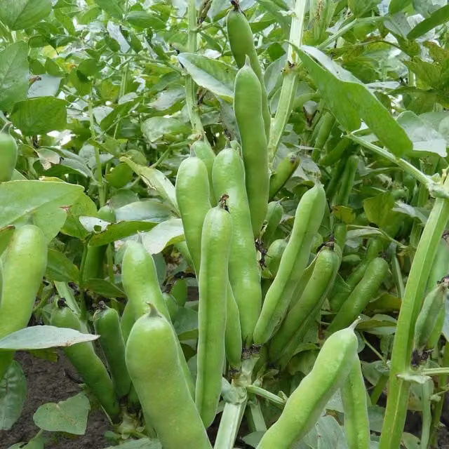 Marshalls Garden Duet Compact Patio Broad Bean Vegetable Seeds, 75 Seeds per Pack