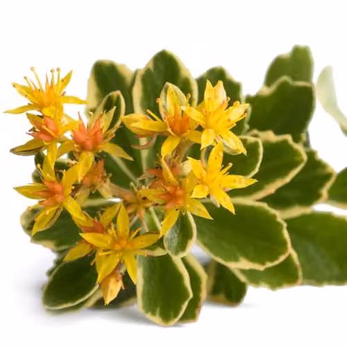 Thompson & Morgan Sedum Kamtschaticum Variegatum Perennial Ground Cover Plant, 2 x 7cm Pots