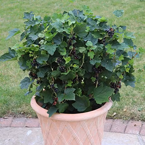 Thompson and Morgan Blackcurrant Summer Pearls Hardy Shrub Garden Plants, 1 x 9cm Potted Plant – 2