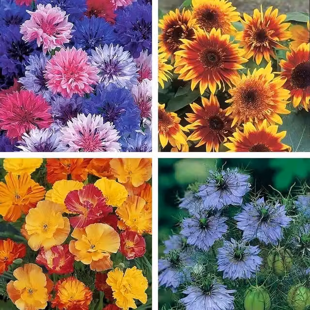 Unwins Scatter and Grow Multicolour Ornamental Flower Seed Collection