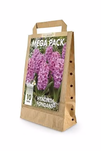GreenBrokers Hyacinth Spring Flower Bulbs in Fondant Dark Pink – 1