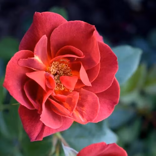 Thompson & Morgan Rose Hot Chocolate Bare Root - Red Russet Floribunda Shrub Rose, Height: 100 cm – 2