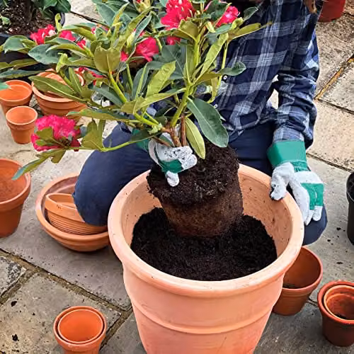 Miracle-Gro Premium Azalea, Camellia, Rhododendron and Special Plants Peat Free Compost, 40 Litres – 3