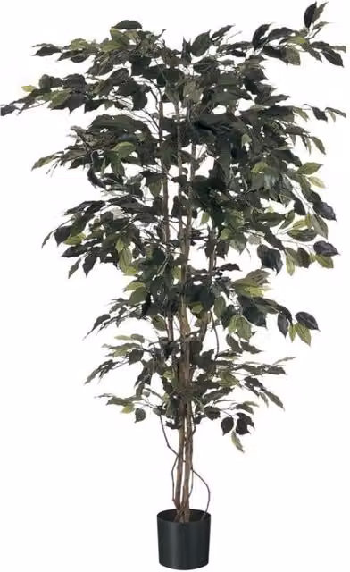 KDMD Green Fiscus Potted Tree, 5ft
