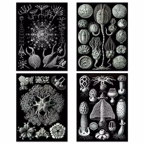 Artery8 Ernst Haeckel Kunstformen Der Natur Biology Art Print Poster Pack of 8, Black and White Nature Illustrations – 3