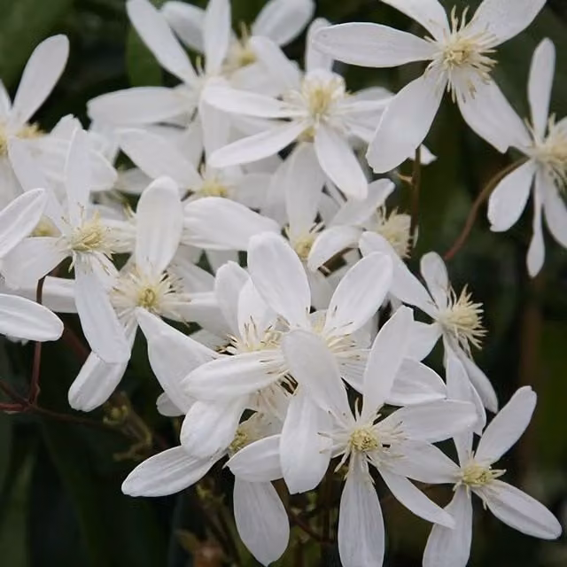 Plant Theory Clematis Armandi Snowdrift White Flowering Climbing Plant in a Pot, Green