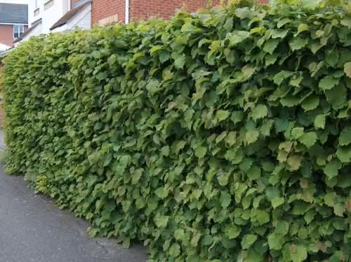 F&G Supplies Hazel Corylus Avellana Field Grown Bare Root Hedging Plants, Height: 120 cm
