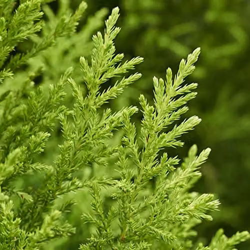 You Garden Set of 3 Goldcrest Cupressus Conifer Macrocarpa Trees in 10.5cm Pots, Height: 28-30cm – 3
