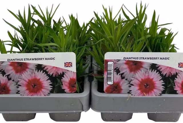 Plants by Post Dianthus Strawberry Magic Perennial Garden Ready Plants, Pink-Red, 12 Pack