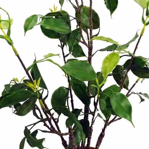 Leaf Green Artificial Bonsai Tabletop Tree H 60 cm x W 30 cm x D 30 cm – 3