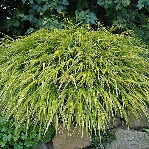 Thompson and Morgan Hakonechloa Aureola Hardy Deciduous Perennial Ornamental Grass, Green and Yellow, 1 x 9cm Pot