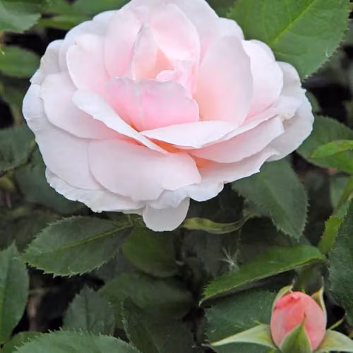 Thompson & Morgan Rose Many Happy Returns Floribunda Bush with 2 Bare Roots and Pale Pink Fragrant Blooms – 2