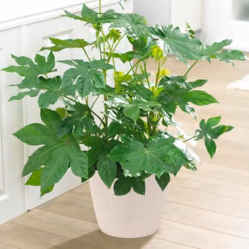 YouGarden Fatsia Japonica Japanese Aralia Evergreen Ornamental Shrub, Height: 40 cm, Pot Size: 17 cm – 2