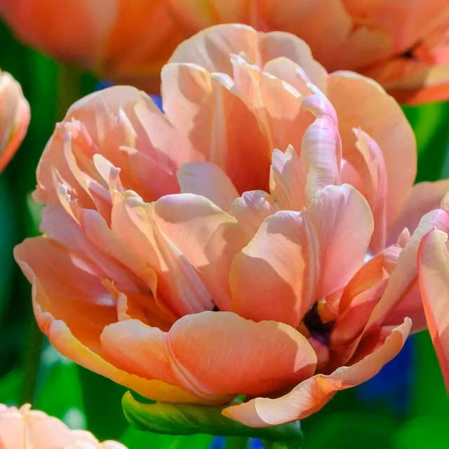 Marshalls Garden Tulip Copper Image Flower Bulbs in Orange, Gold and Pink