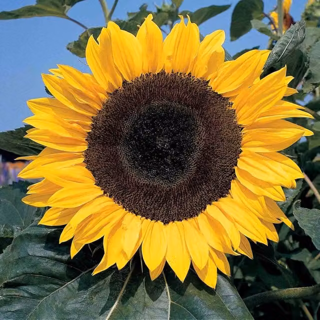 Unwins Giant Single Sunflower Seeds, Green and Yellow