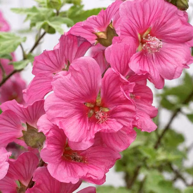 Marshalls Garden Pink Lavatera Ornamental Shrub