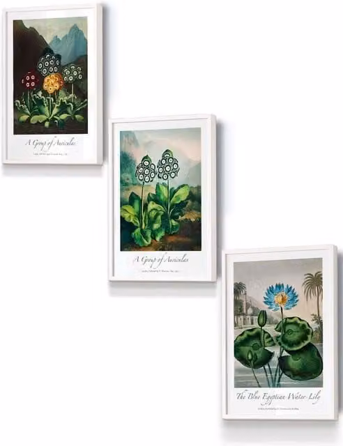 ARTZE Vintage Auricula & Lily Flowers Floral Framed Wall Art, White, W: 33 cm, H: 45 cm, D: 2 cm