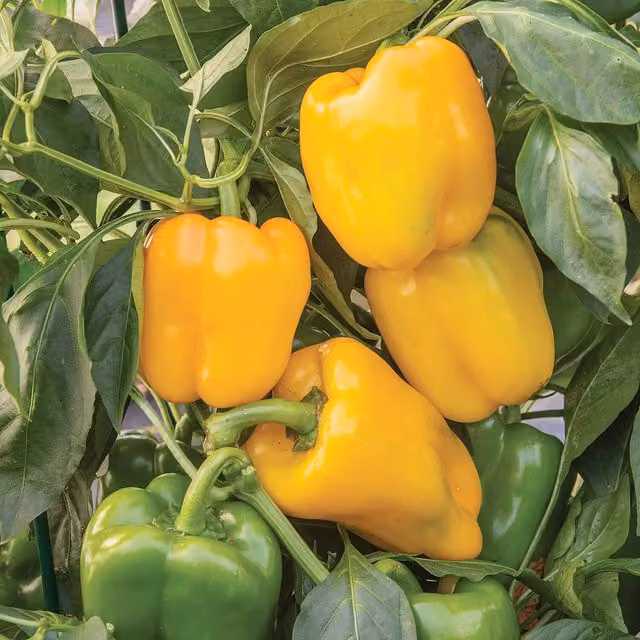 Marshalls Sweet Afterglow Pepper Seeds, 10 Seeds (Capsicum annuum)