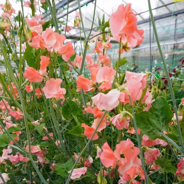 Unwins Sweet Pea Seeds WJ Unwin Pink