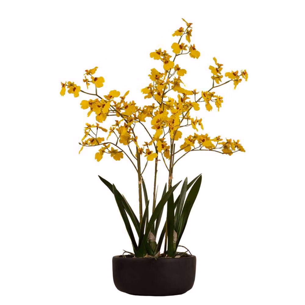 Scottish Everlastings Ltd Yellow Dancing Orchid in a Black Ceramic Pot, Height: 71 cm – 2