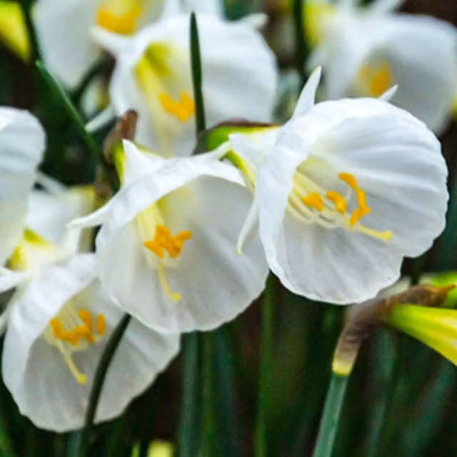Plants By Post Pack of 10 Pure White Daffodil Petticoat Bulbs