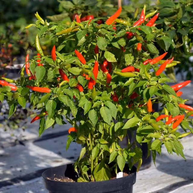 Marshalls Garden Lancer F1 Chilli Pepper Seeds, Green and Red Variety