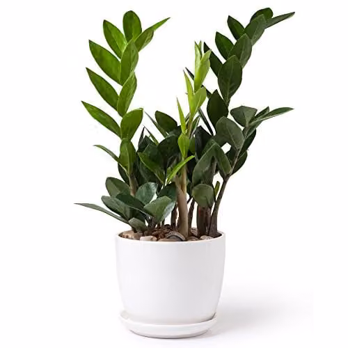 Thompson & Morgan Zamioculcas Zamiifolia Zanzibar Gem Indoor House Plant with Glossy Green Foliage in a 17cm Pot